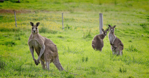 Kangaroo Island, South Australia
