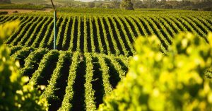 Napa Valley, California