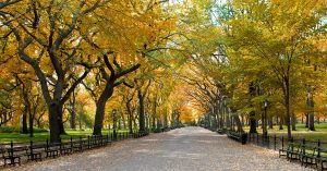 Central Park