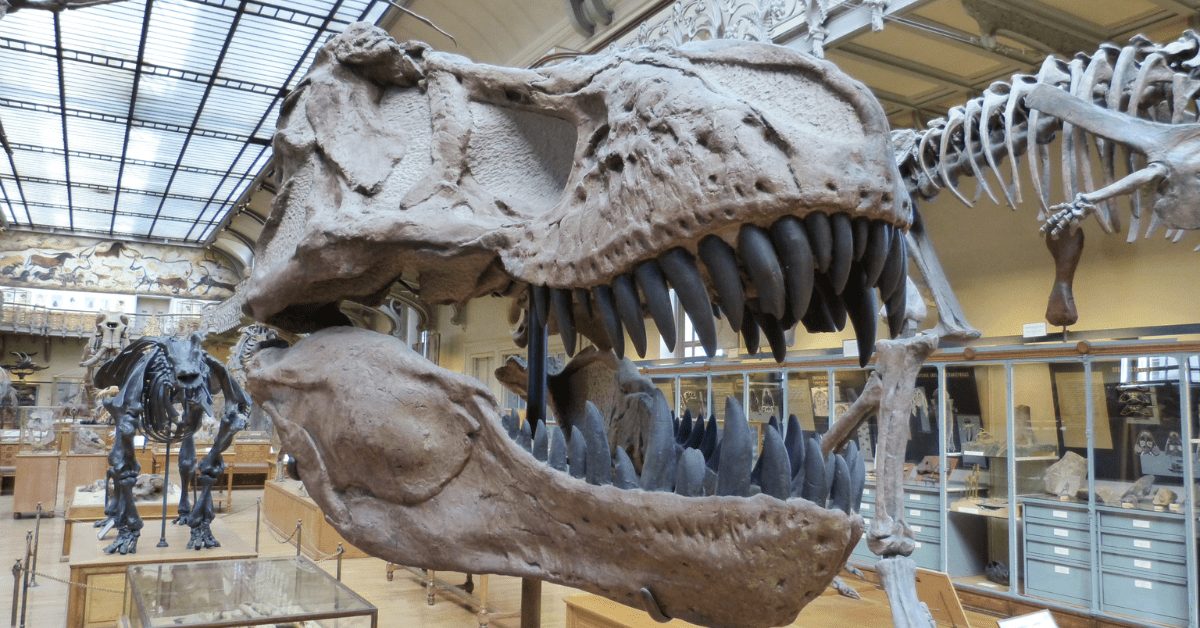 Harvard Museum of Natural History
